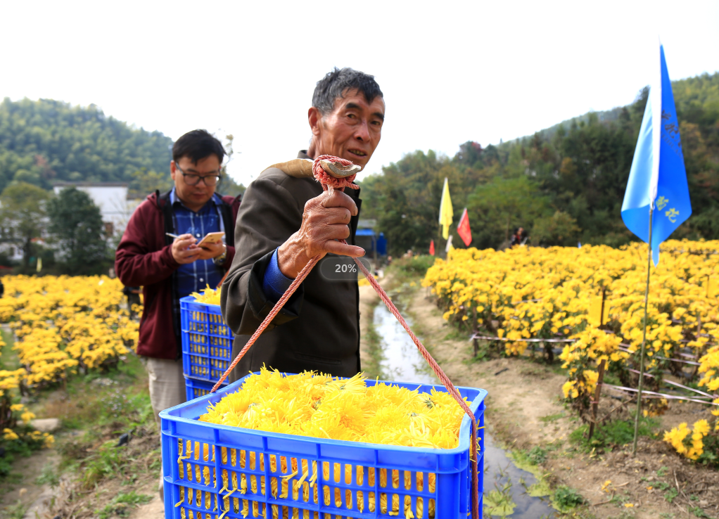 南岳康乐福贵妇凰菊基地的员工挑着满担的凰菊回基地加工